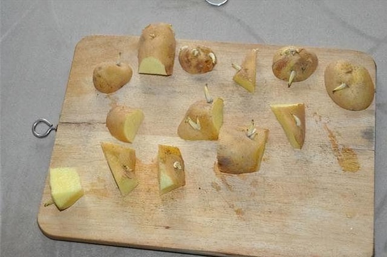 发芽的土豆展示图