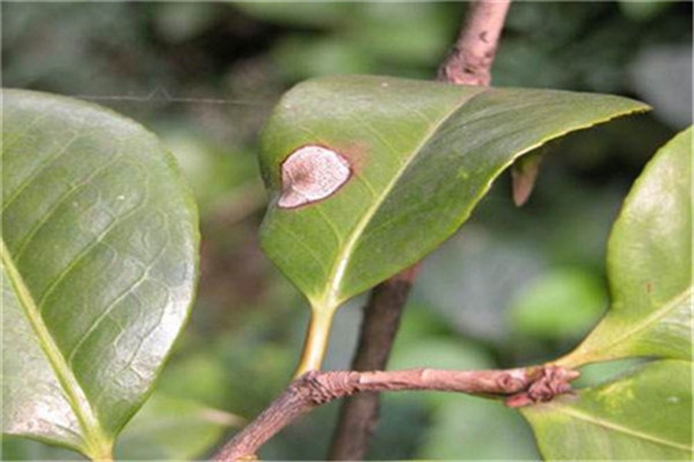 叶片背面橙黄色锈斑特写