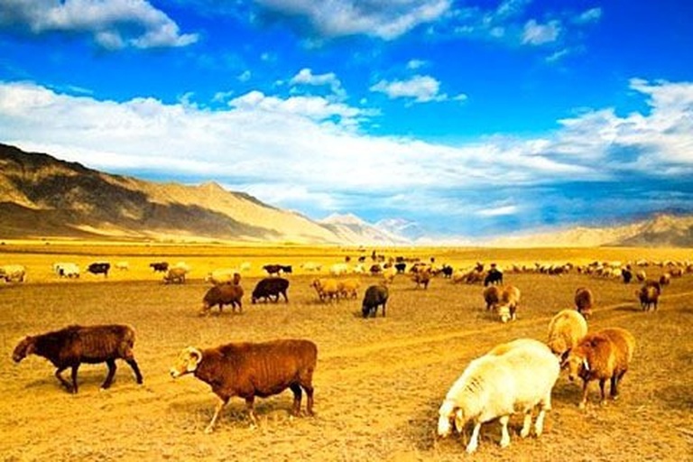 羊驼群在高原草地上悠闲吃草