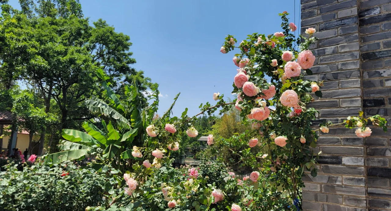 四季玫瑰盛开的庭院