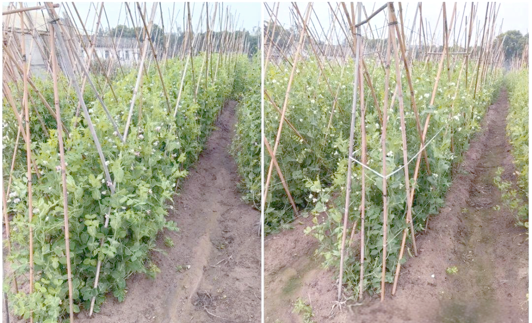 豌豆田间长势与搭架管理实景图