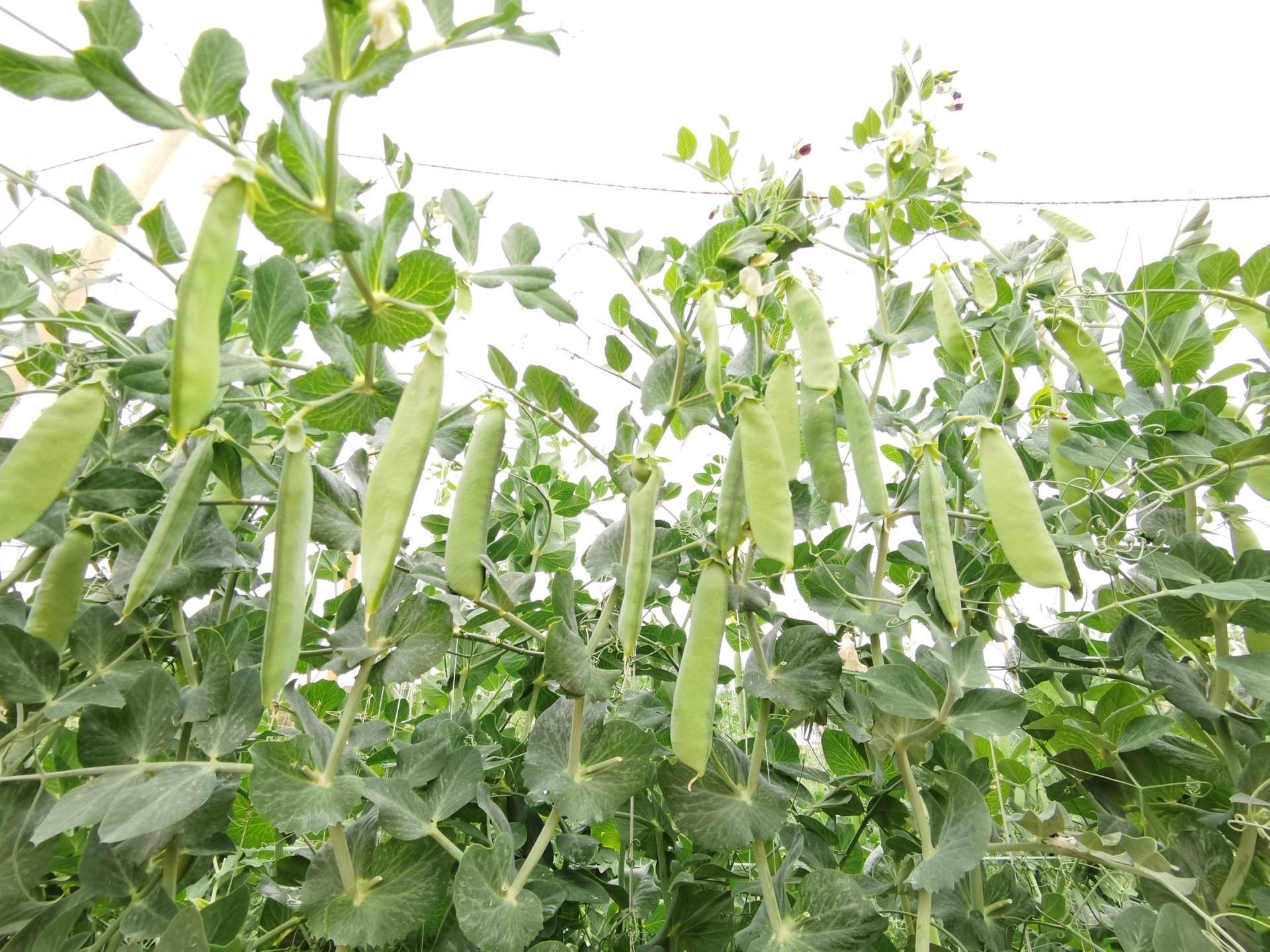 一株生长中的豌豆植物,藤蔓上挂着多个豆荚,部分豆荚已打开,展示内部排列整齐的圆形种子,其中一些豆荚内为鲜绿色种子,另一些为金黄色种子。背景为田园环境,阳光充足,突出豌豆自然生长状态 豌豆植株与不同颜色种子对比图