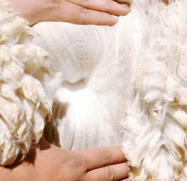 羊驼毛被剪下后堆放在木桌上