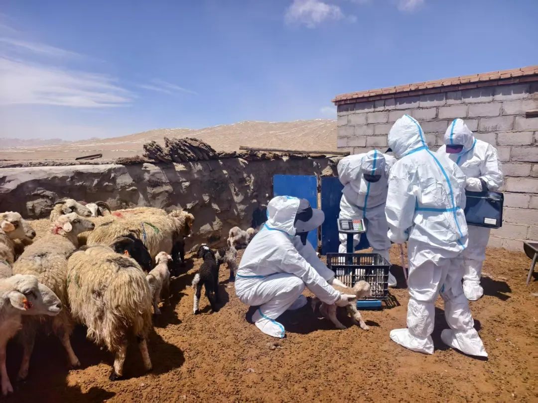 技术人员使用B超仪对母羊驼进行妊娠检测