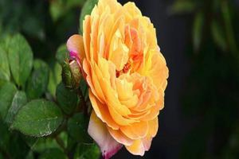 盛开的黄金庆典藤本月季特写