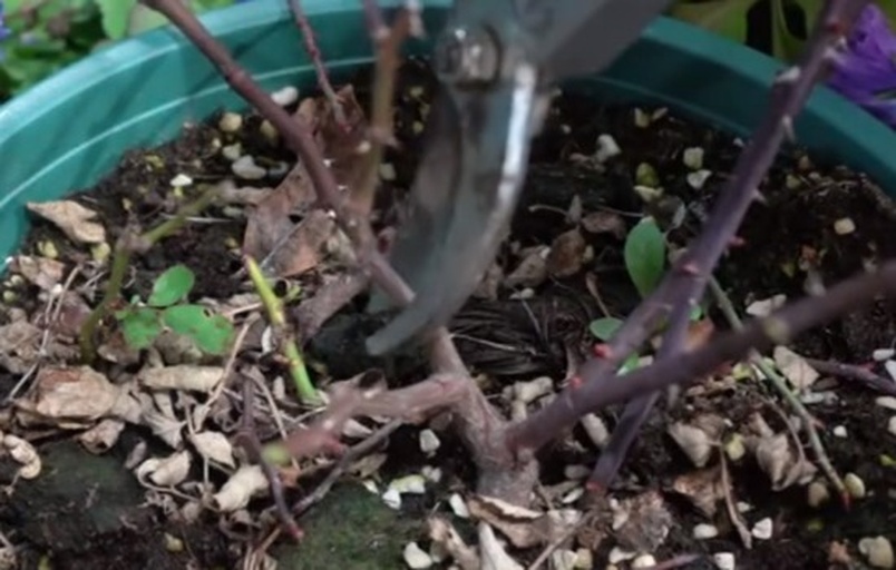 一位技术人员正在对一株四季玫瑰进行春季修剪,使用修枝剪剪去枯死枝条,保留主干上的健康芽点,背景为早春裸露土壤和少量新绿嫩芽,阳光柔和 春季修剪示范图