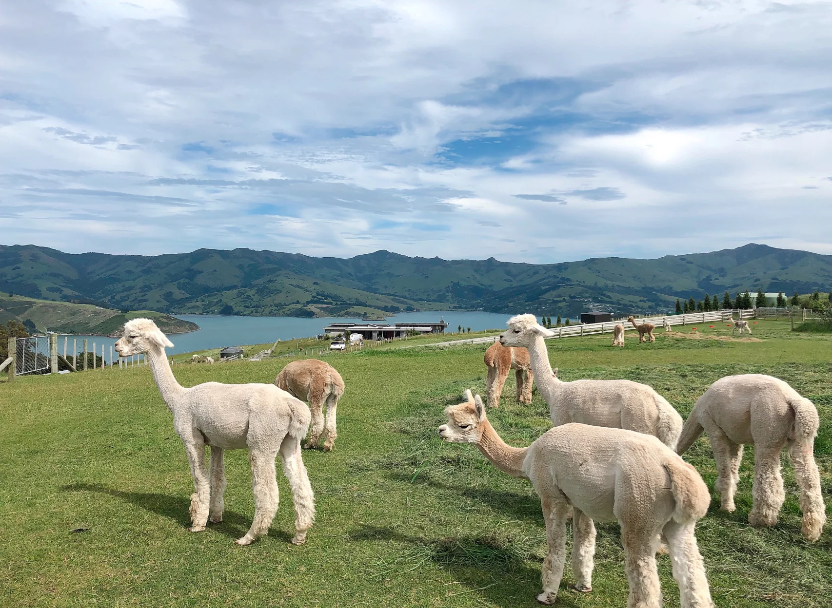 青海高原牧场中的羊驼群