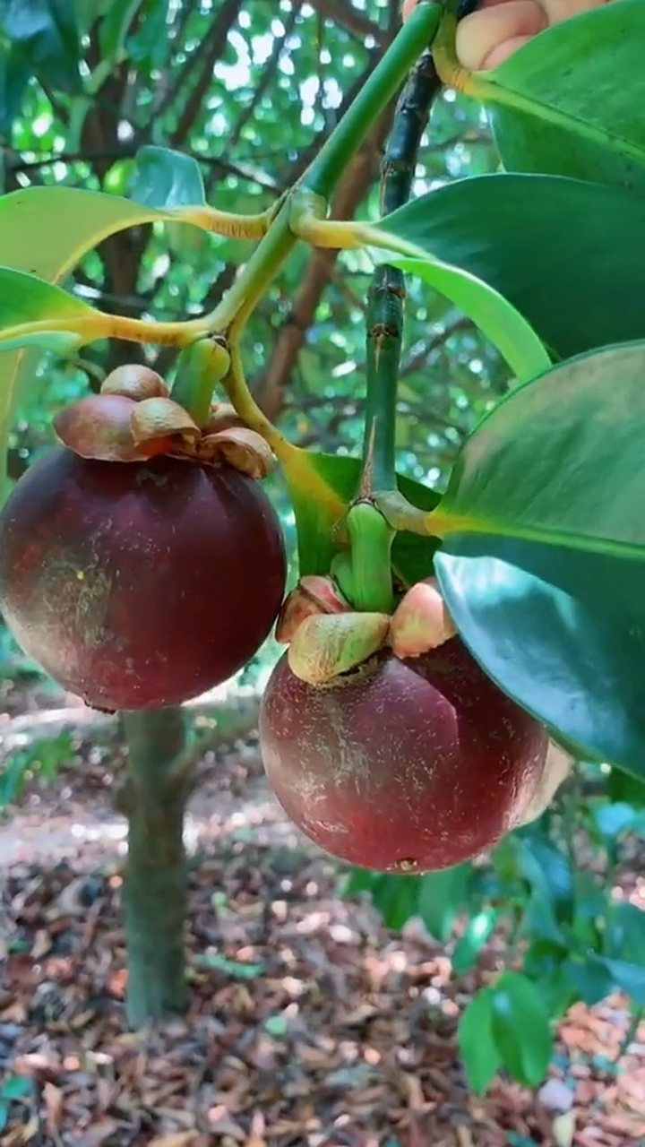 山竹果园中的山竹树