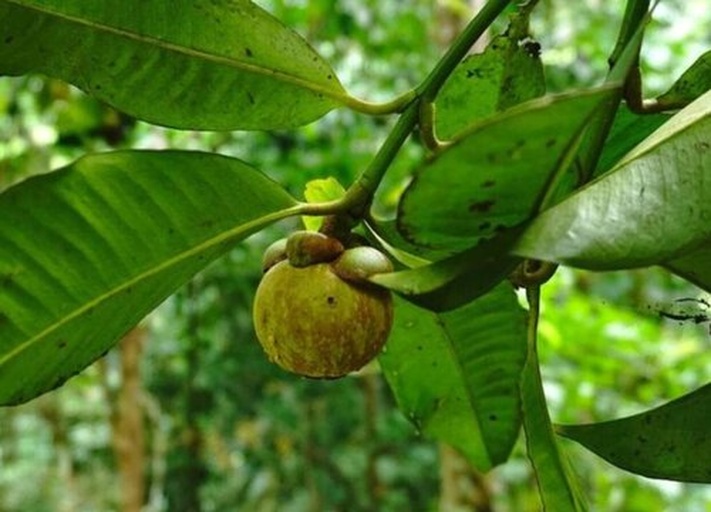 展示未熟山竹的果皮颜色和果肉粘连状态 未熟山竹的外观与果肉状态