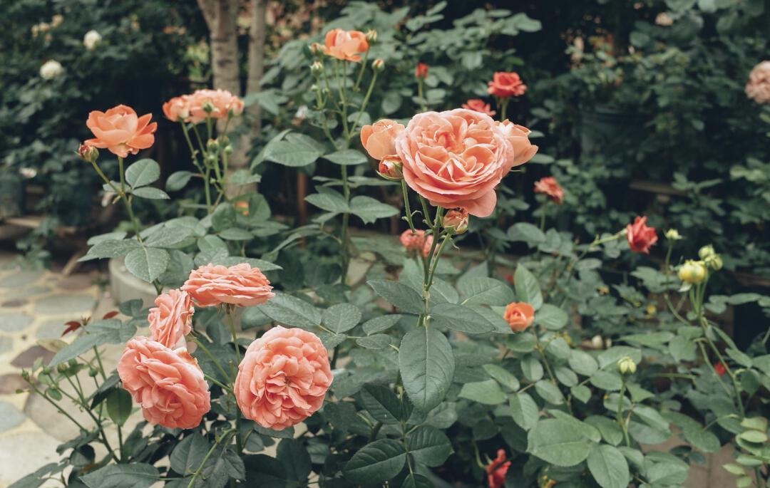 四季玫瑰盛开的庭院景观