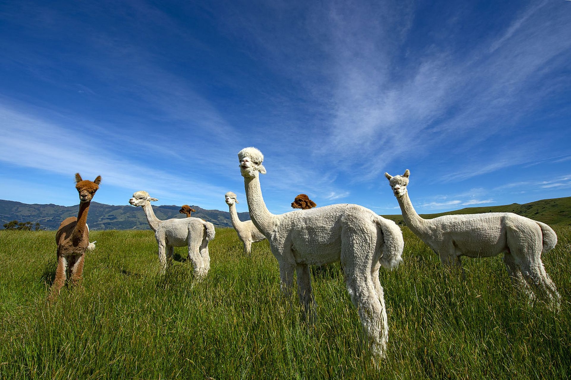 羊驼在高原牧场自由活动