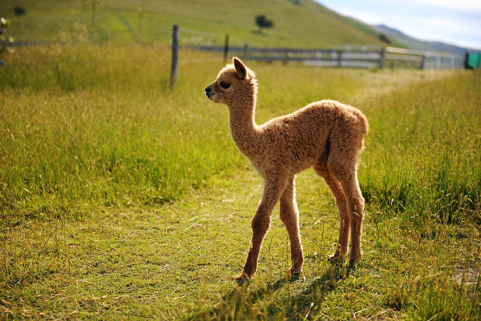 一只可爱的羊驼在阳光下的草地上悠闲吃草,背景是开阔的牧场 羊驼在草地上悠闲吃草的场景