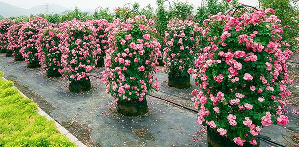 一片种植在庭院边缘的四季玫瑰群落,植株整齐排列,粉色与白色花朵交错开放,形成层次丰富的花带,周围配有鹅卵石小径和木质围栏,展现典型的花园景观设计风格 庭院中的四季玫瑰丛植效果