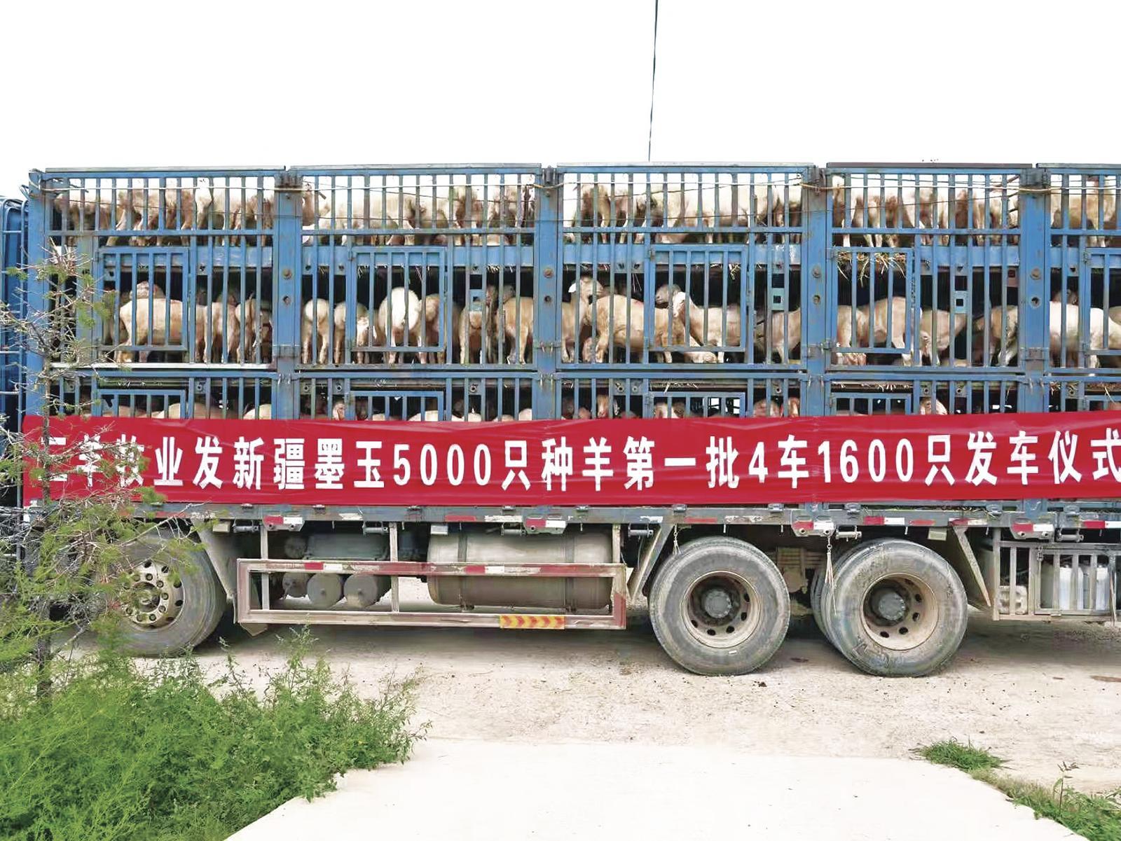 画面描绘一辆印有‘白条羊直供’字样的绿色冷链货车行驶在乡村公路上,前方是整齐的定居牧民房屋和风力发电机,车身上有二维码和溯源编号,天空晴朗,象征现代流通体系助力边疆农牧民增收致富 乡村振兴背景下白条羊物流配送图