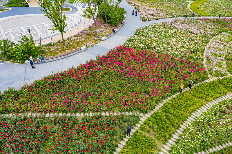 城市公园入口处用龙沙宝石打造的拱形花廊,行人穿梭其间,两侧藤蔓缠绕,盛开花朵形成粉色隧道效果,地面铺设石板路,周围配有草坪和休息座椅 龙沙宝石在市政公园中的景观应用