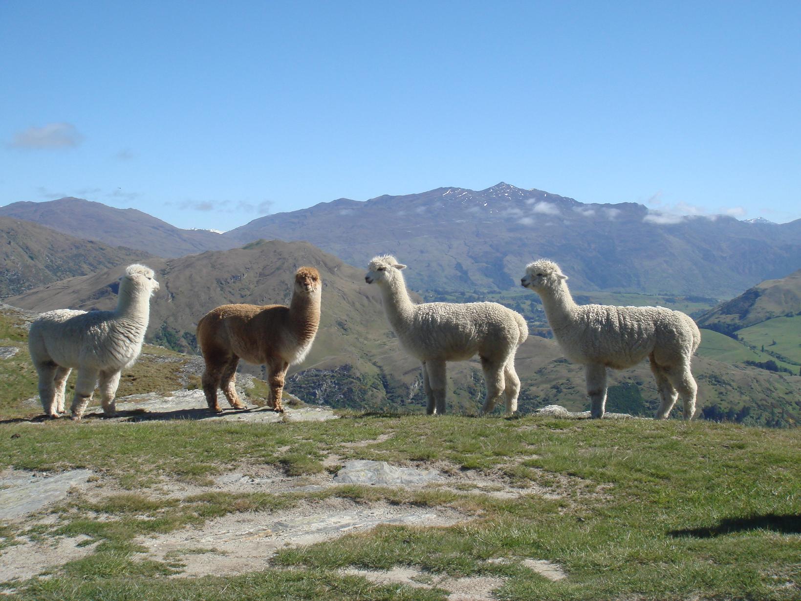 羊驼在安第斯山脉的高原上