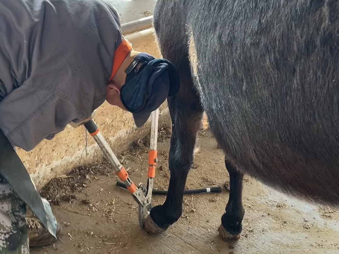 专业马蹄匠正在为小矮马修剪蹄部