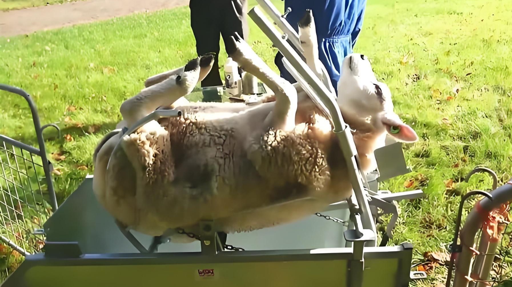 羊毛羊剪羊毛过程