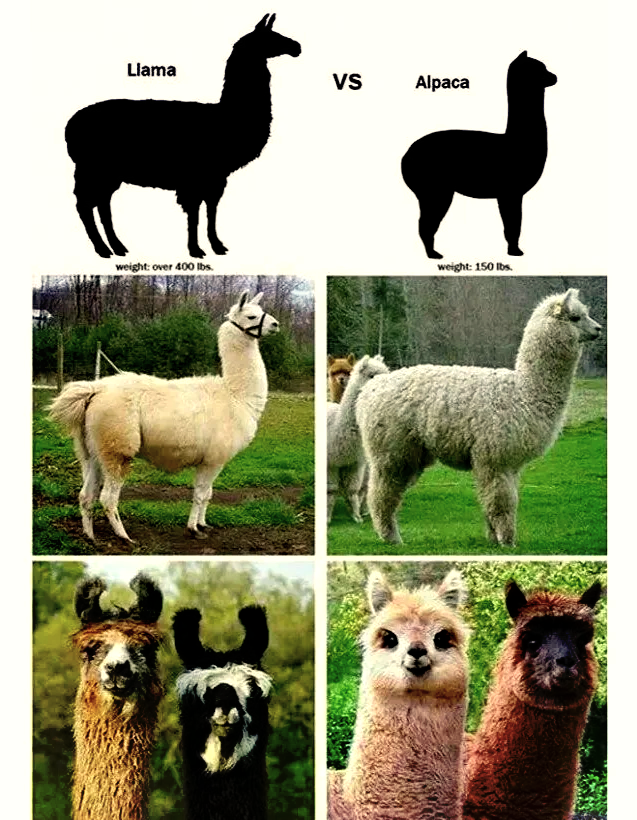 图片说明:左侧为野生原驼,右侧为驯化的羊驼,两者在外形和性格上有显著差异。 羊驼与原驼对比