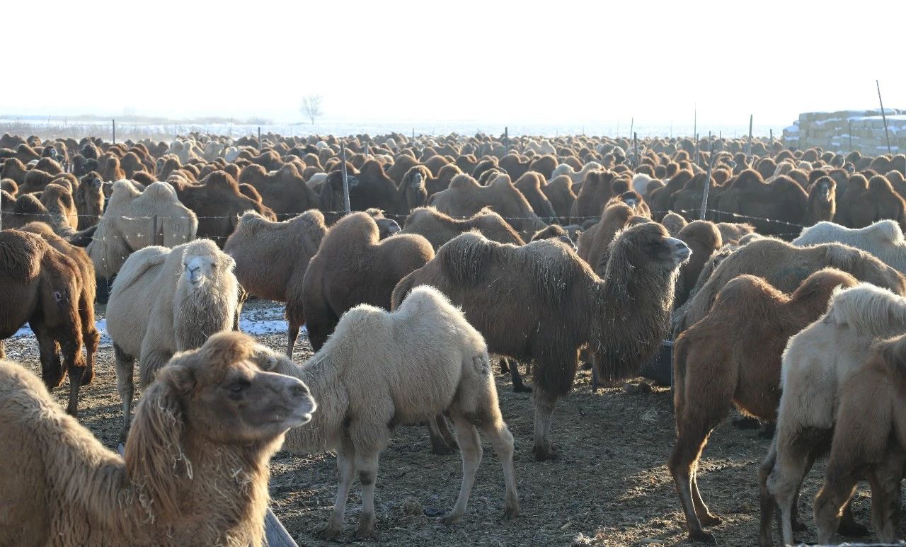 羊驼群在高原草地上成群结队,形成壮观景象 羊驼群在高原草地上成群结队,形成壮观景象