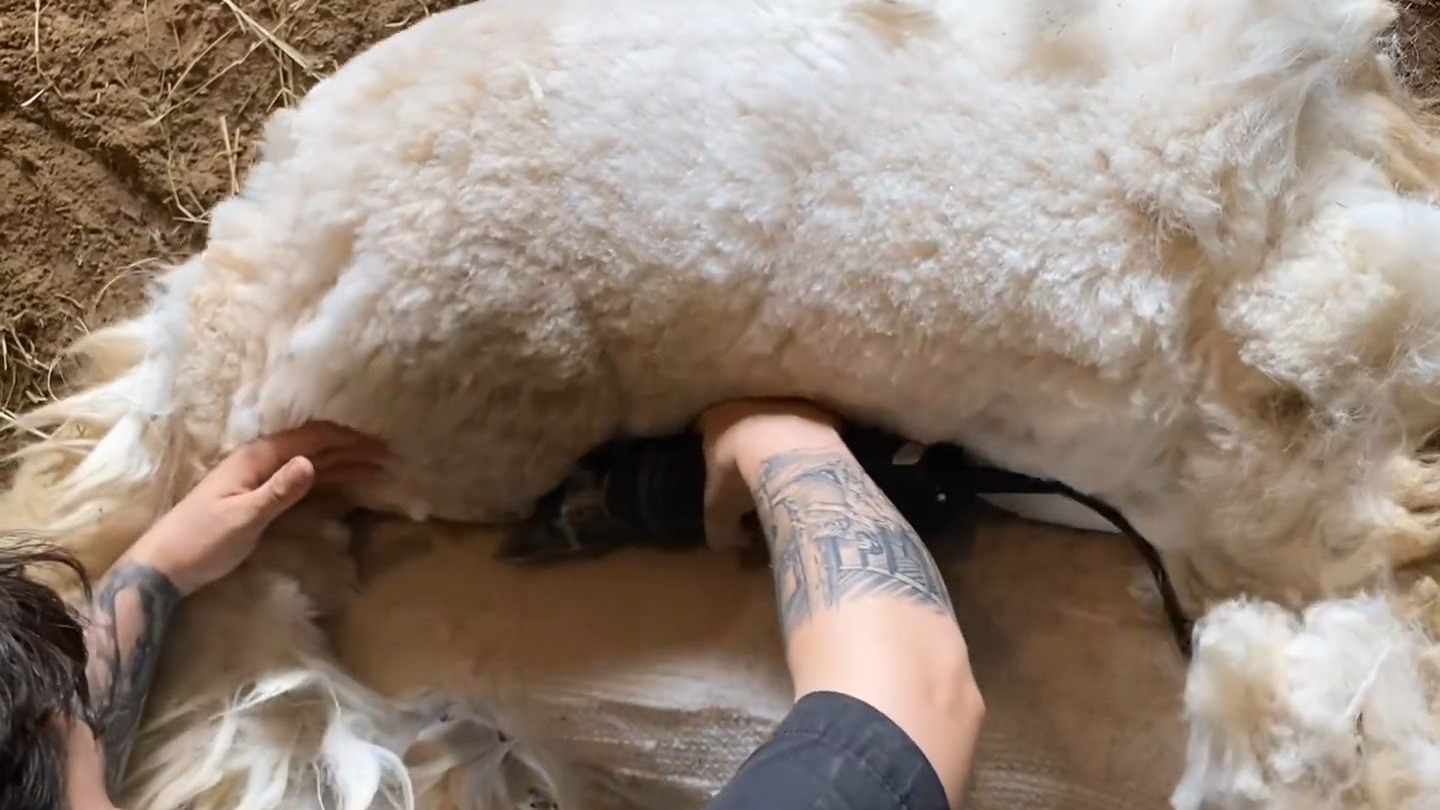 图片说明:一名身穿白色工作服的技术人员正在户外操作区为一只站立的胡阿卡约羊驼进行全身剪毛,手持低噪音电动剪毛器沿背部向下缓慢移动,羊驼安静配合,周围地面散落着银白色的细软绒毛,背景可见其他待处理个体在围栏内等候 羊驼剪毛作业现场