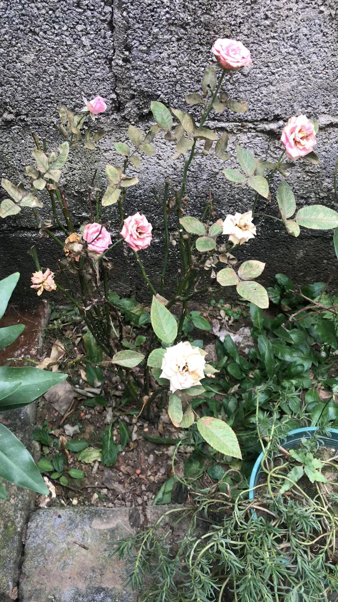 玫瑰花秋季凋零