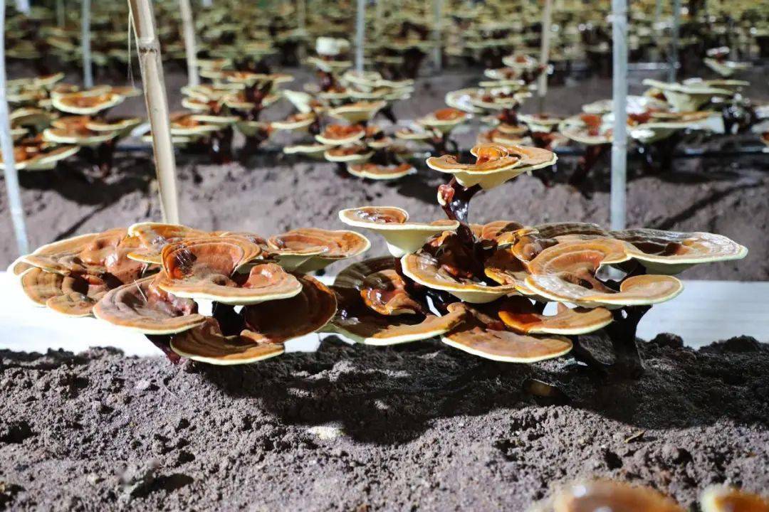 长条形灵芝鲜品特写