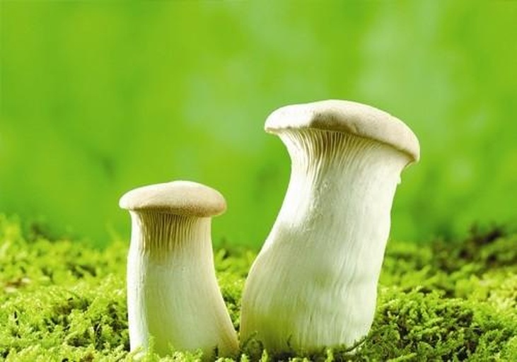 左侧为绿色脆嫩的芹菜茎秆,表面有明显纵沟,右侧为灰白色至浅褐色的杏鲍菇,菌盖圆整,菌柄粗壮坚实,两者并列置于木质砧板上,背景为厨房自然光环境 芹菜与新鲜杏鲍菇的特写对比图
