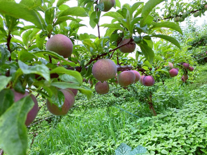 一片阳光充足的李子果园,成排的李子树枝头挂满了不同颜色的李子,包括红色、紫色和深黑色的成熟果实,农民正在采摘,背景为蓝天白云 果园中的李子树挂满果实