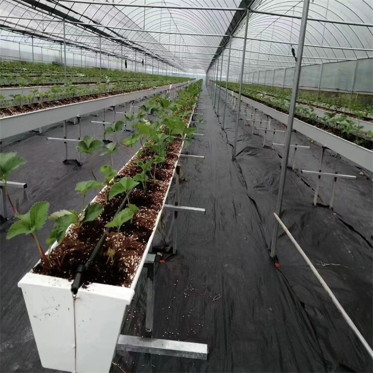 草莓温室滴灌系统布置图