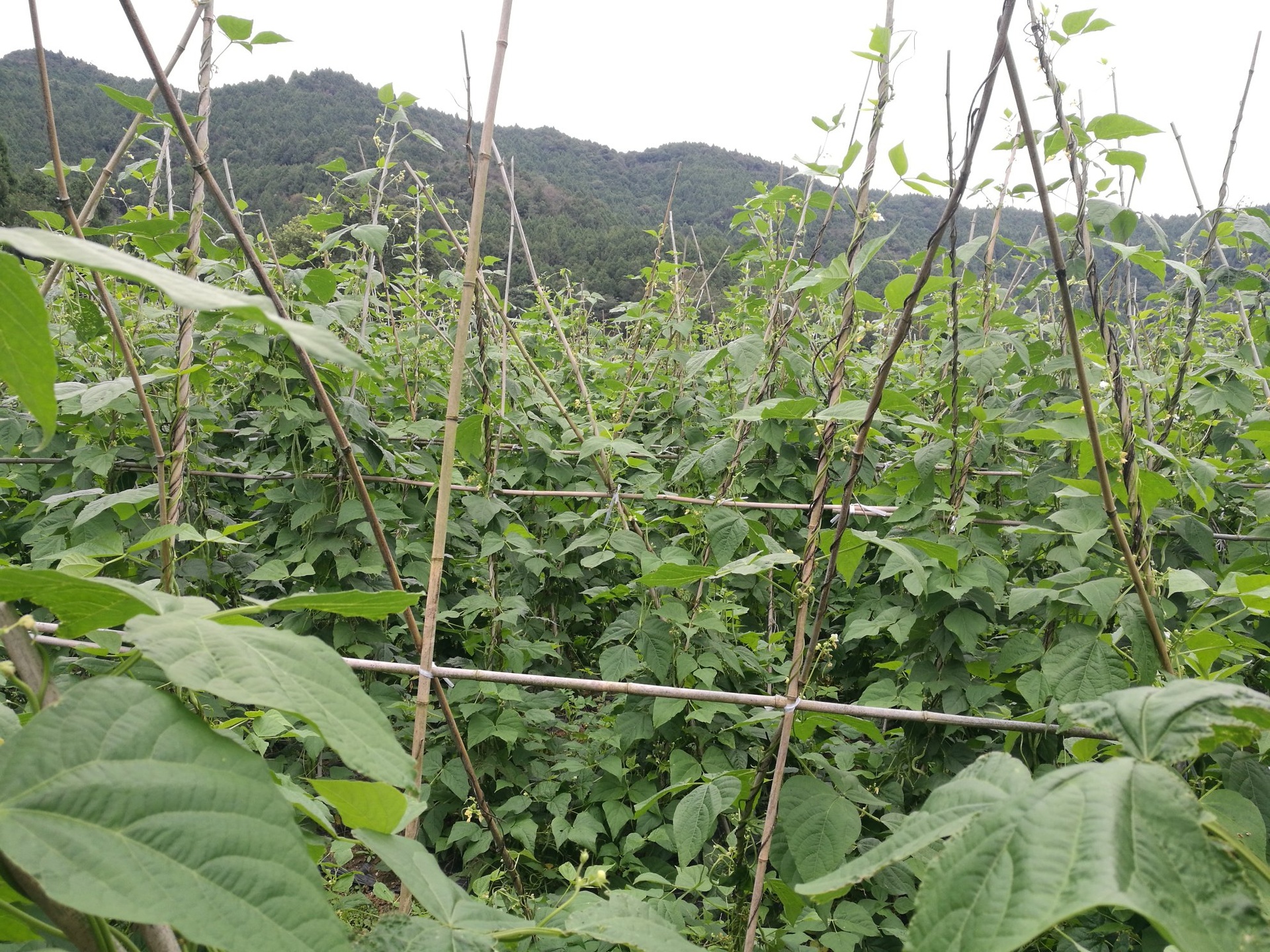 长豆角成串悬挂在屋檐下晾晒