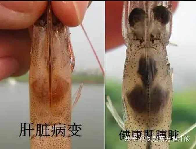 对虾正常肝脏与黑肝对比图