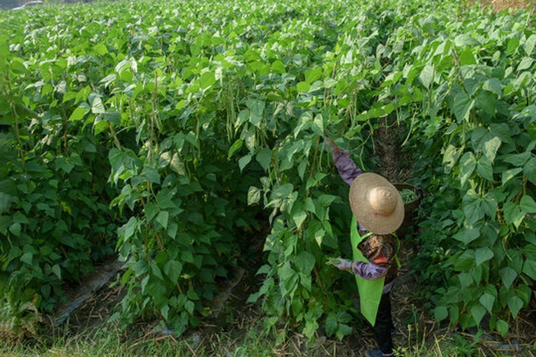 一位农民正在田间采摘翠绿色的豇豆,藤蔓缠绕在竹架上,阳光洒落,背景为整齐的菜地和远处农舍,体现原生态种植环境 农家采摘新鲜豆角场景
