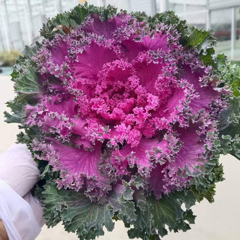 展示五种常见羽衣甘蓝品种的新鲜植株:左侧为深绿色皱褶明显的Curly Kale;中间偏左为长条形、灰绿色带白色叶脉的Lacinato Kale;中间为叶片宽大、紫红色茎干的Red Russian Kale;右侧为深紫色卷曲的Redbor Kale;右下角为叶片巨大、质地厚实的Siberian Kale。所有样本均为田间采摘状态,背景为阳光下的菜园 羽衣甘蓝不同品种对比图