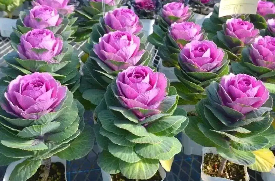 中国农业科学院蔬菜花卉研究所实验温室中,科研人员正在记录不同花椰菜品种(含早熟白花型、紫花型、青梗型)的花球发育数据,背景可见标准化栽培架与LED补光系统 中国农业科学院蔬菜花卉研究所实验温室中,科研人员正在记录不同花椰菜品种(含早熟白花型、紫花型、青梗型)的花球发育数据,背景可见标准化栽培架与LED补光系统
