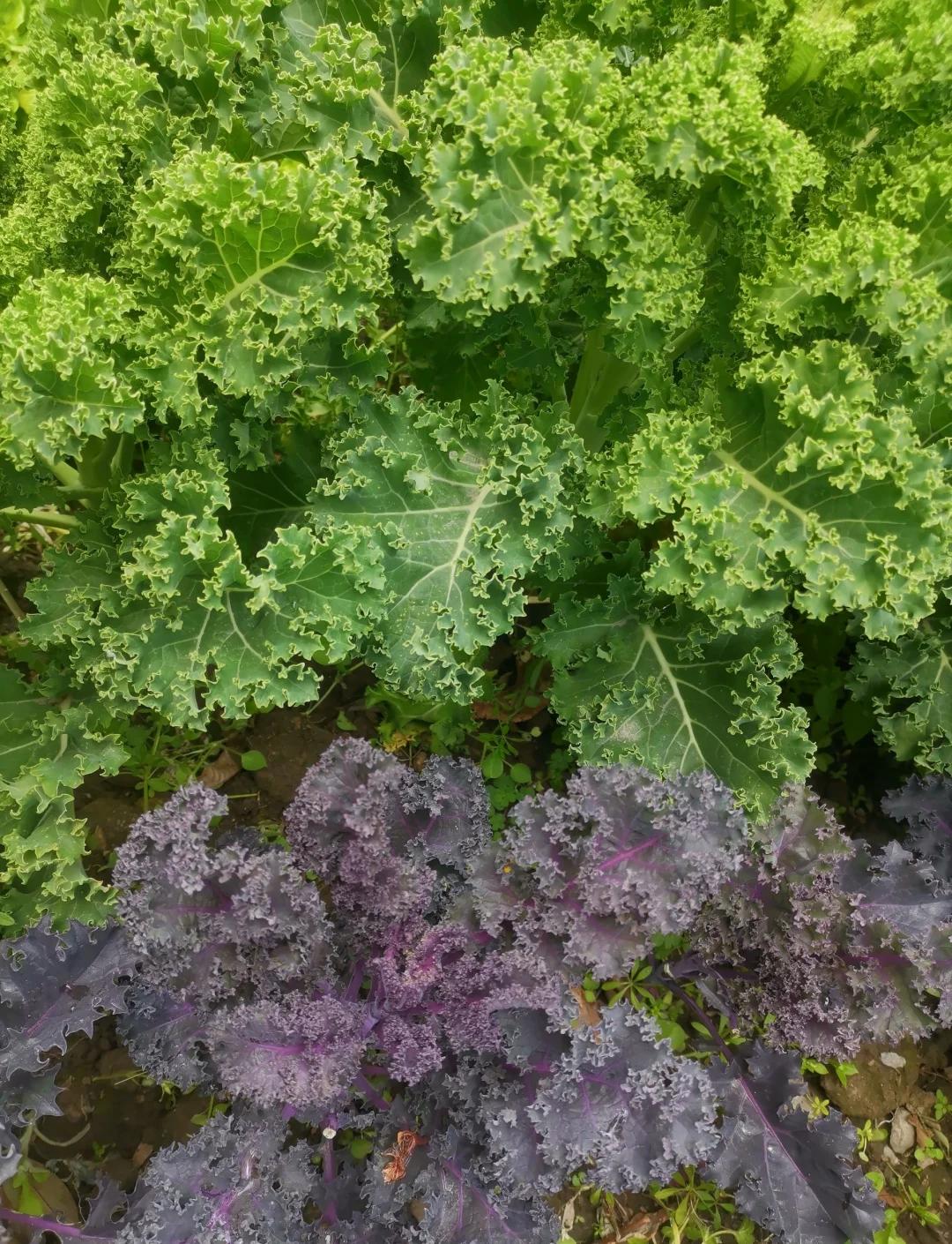 展示四种主要羽衣甘蓝品种——Winterbor(深绿皱叶)、Redbor(紫红卷叶)、Lacinato(深绿长条纹叶)、Red Russian(灰绿带紫脉锯齿叶)的田间生长状态与叶片特写,背景为温带菜园环境 羽衣甘蓝不同品种对比图