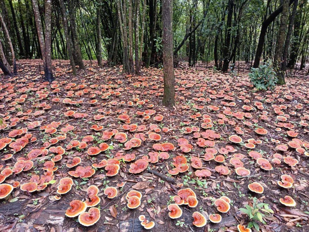 青冈树上自然生长的灵芝
