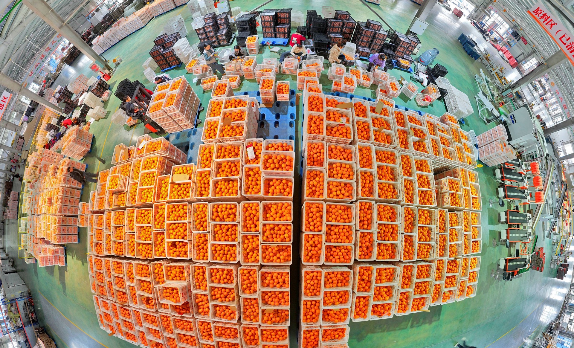 智能水果分选流水线