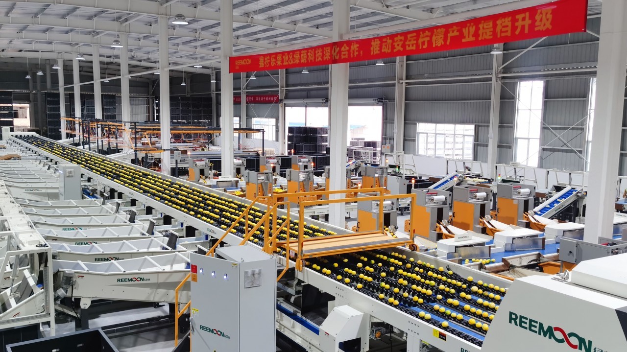 现代化柠檬加工车间内景,工人正在操作全自动清洗分选设备,传送带上的柠檬被逐个检测大小与成熟度;右侧区域为冻干机与包装流水线,几名技术人员监控参数,货架上摆放着各类成品包装 安岳柠檬加工厂生产线