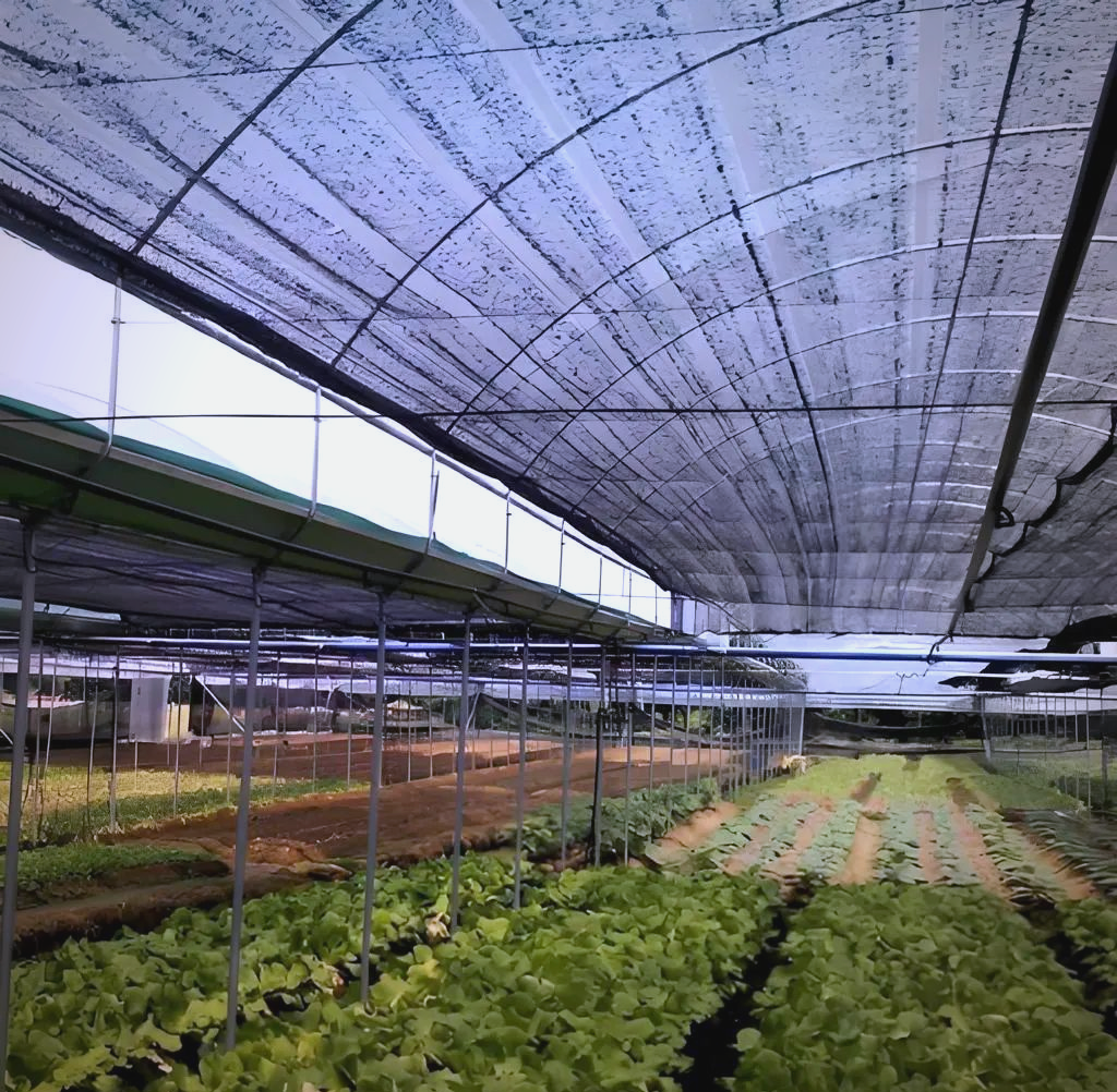 生菜夏季遮阳网覆盖种植现场