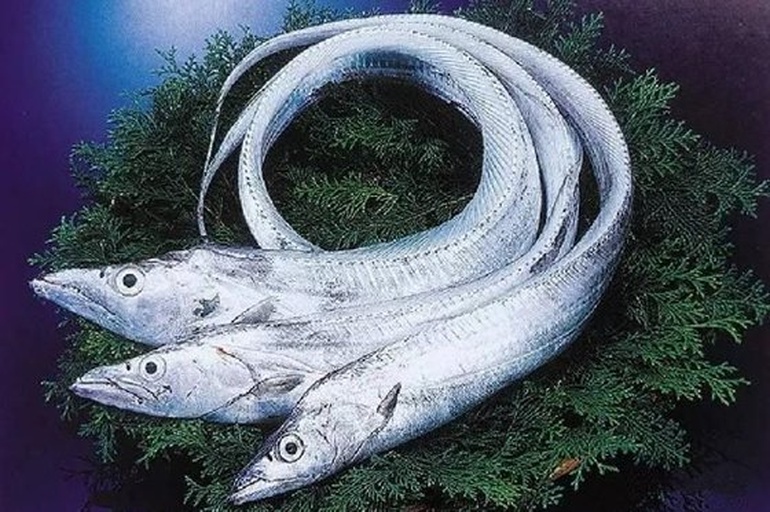 带鱼清洗与切段过程