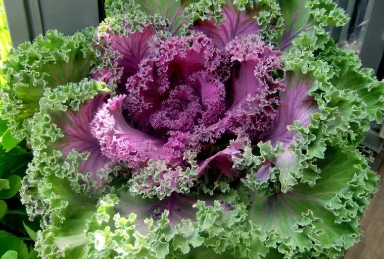 显微镜头下的彩色羽衣甘蓝叶片横切面,显示表皮细胞、叶绿体与液泡中的花青素颗粒分布,紫色与黄色色素清晰可见,标注了主要营养成分位置,科学风格插图 彩色羽衣甘蓝叶片微观结构示意图