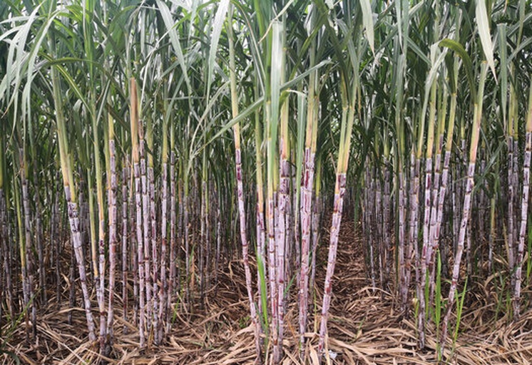 甘蔗田杂草与病虫害关系示意图