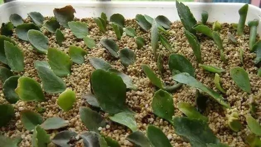 小叶红梅多肉叶插繁殖过程图