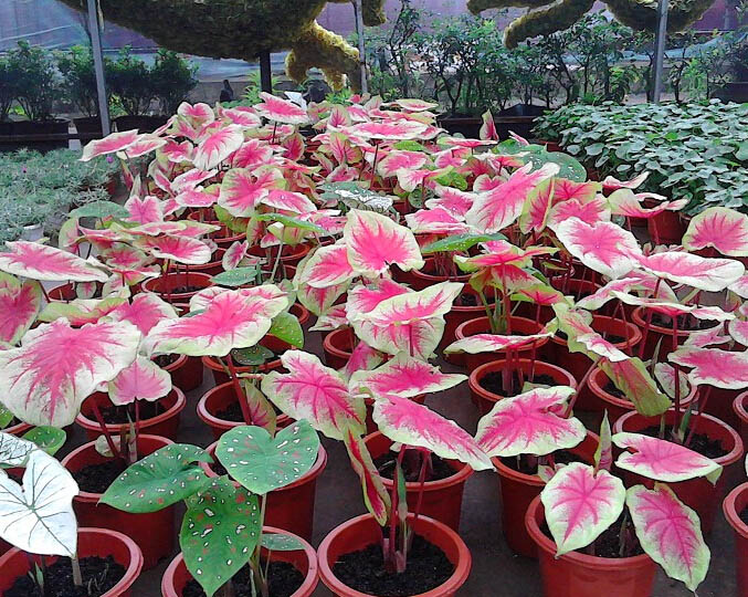 白色恋人彩叶芋分株繁殖过程示意图