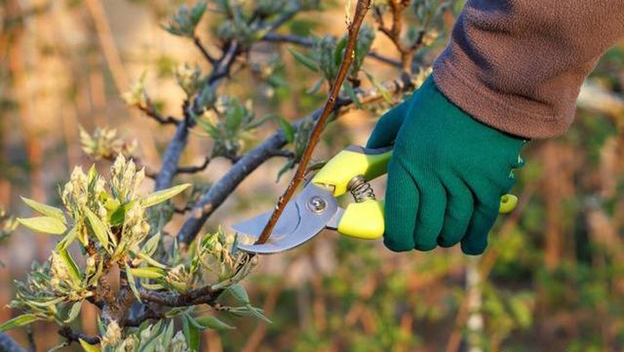 园艺师正在修剪藤本月季的枯枝和残花