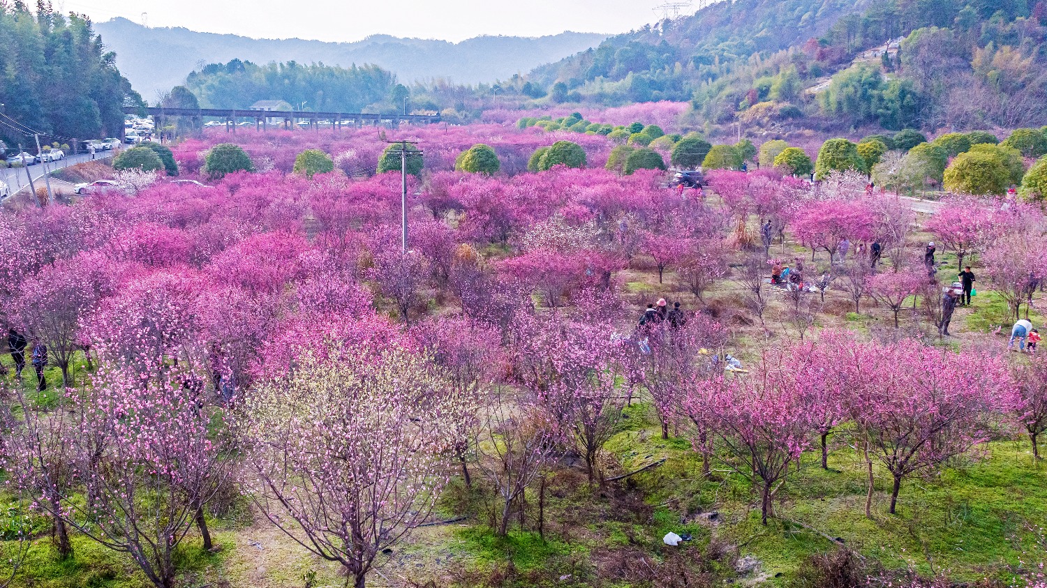 大片盛开的碧桃林,花朵密集呈粉红色重瓣,形成花海景观,游客穿梭其中拍照,背景为丘陵地形与蓝天,体现春季园林观赏场景 春季碧桃花海景观
