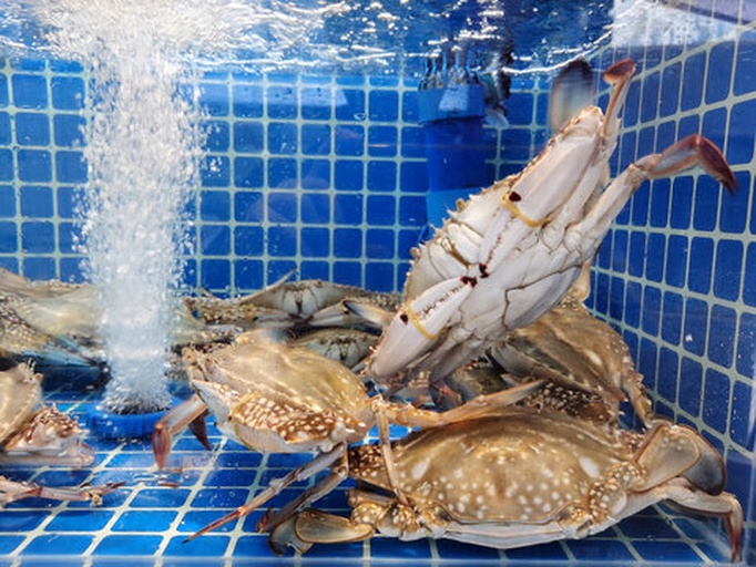 新鲜大闸蟹在清水盆中吐泡