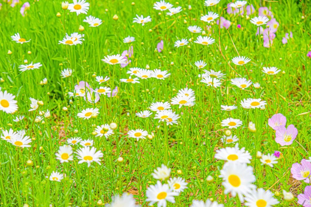 黑色雏菊花园种植实景