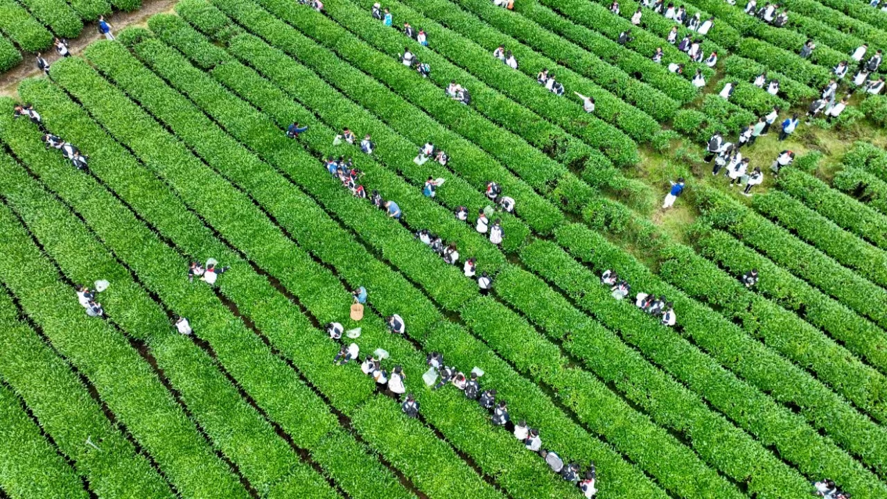 正山小种传统烟熏工艺场景